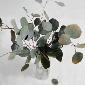 Eucalipto Populus (paquete)