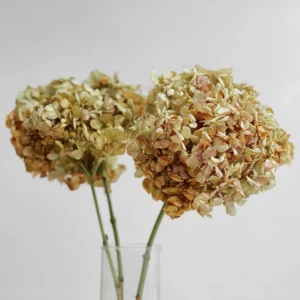 Hortensias Secas (tallo)