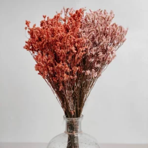 Limonium