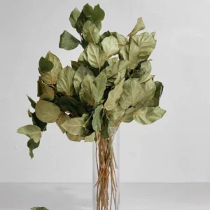 Salal Seco