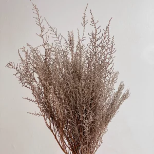 Stoebe Plumosa