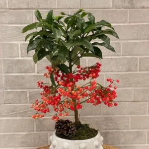 Planta Ardisia Crenata Base de Puntos Blanca