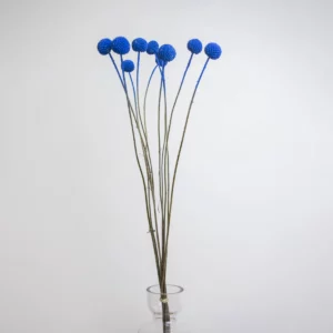 Craspedia Azul