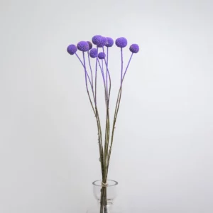 Craspedia Morada