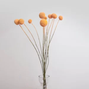 Craspedia Naranja