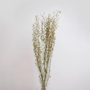 Erica (Lepidium)