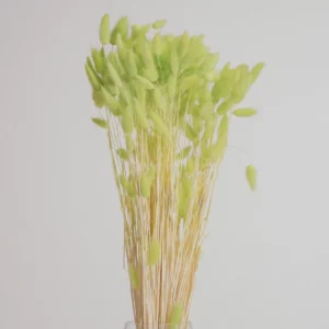 Laugurus Natural