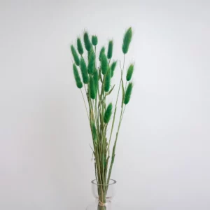 Laugurus Verde