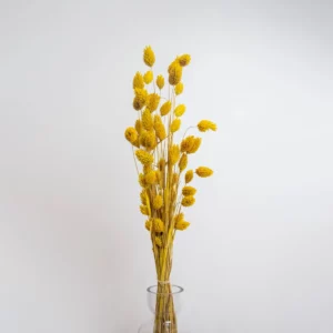 Phalaris Amarillo