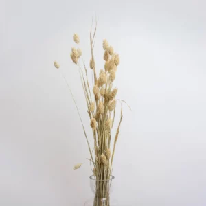 Phalaris Natural