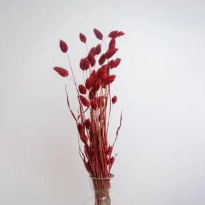 Phalaris Rojo
