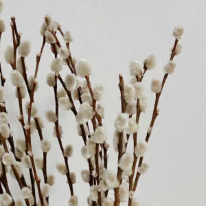 Pussy Willow