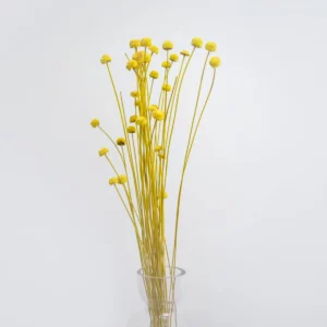 Triticum Botao