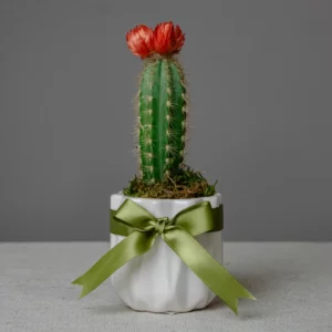 Petit Cactus Love (Blanca)
